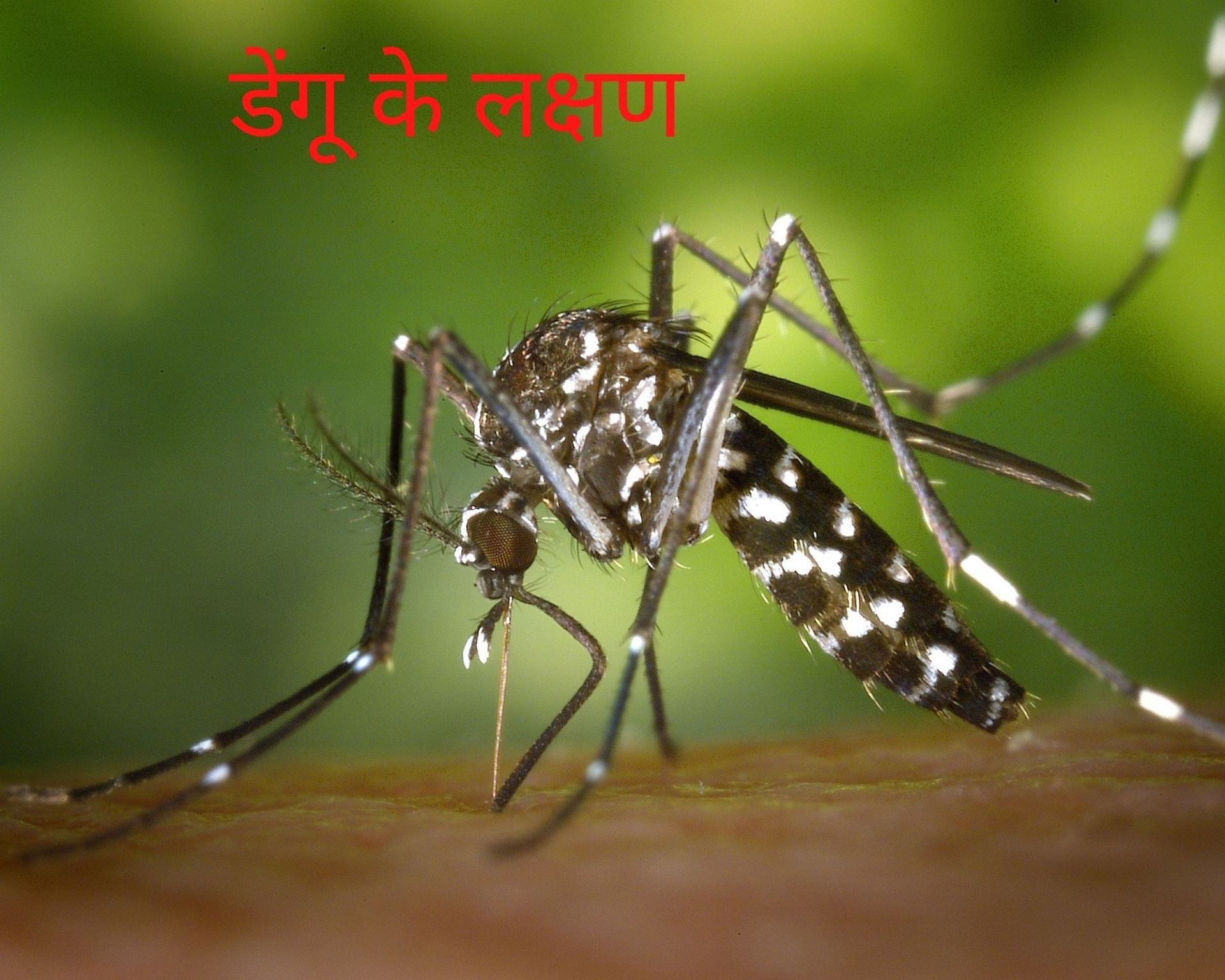जानिए क्या है डेंगू के लक्षण(फोटो:pexels)