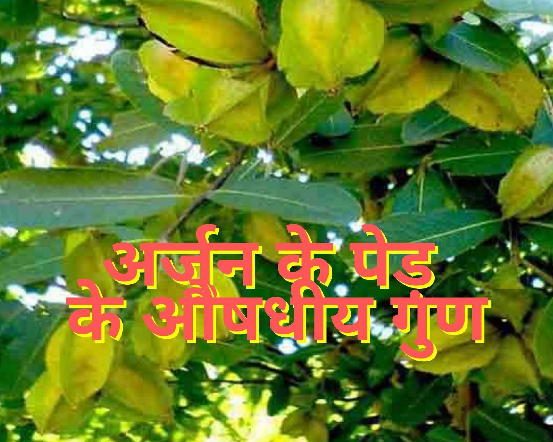 अर्जुन के पेड़ के औषधीय गुण(फोटो:jagran.com)