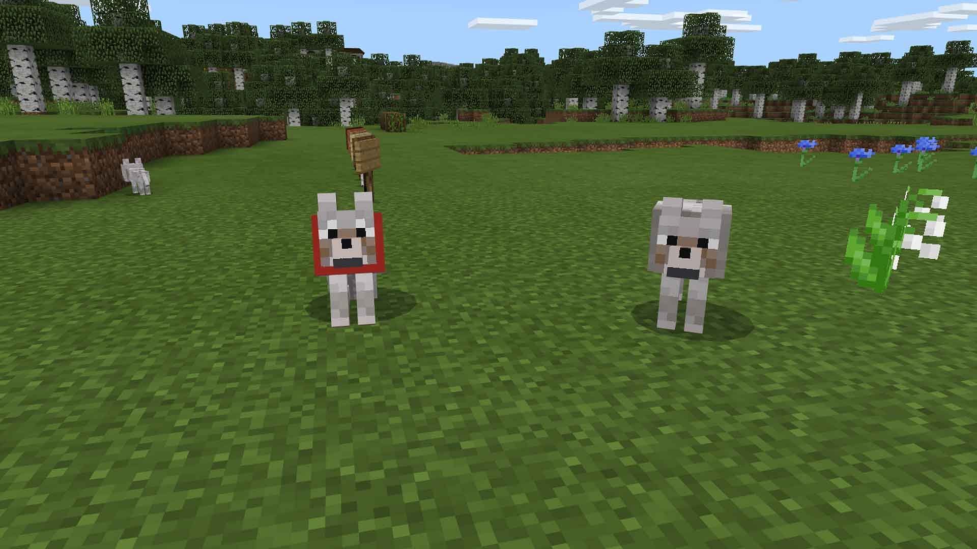 Tamed wolf vs wild wolf (Image via Minecraft)