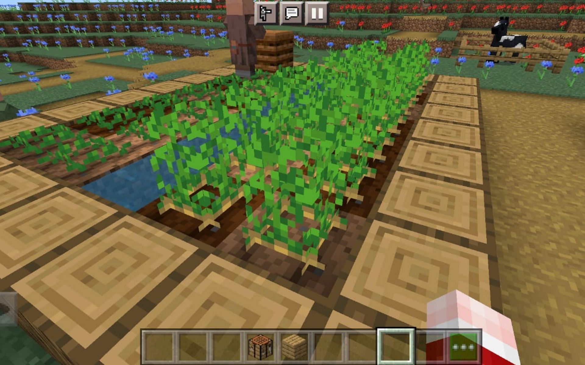 A potato farm in a village (Image via Minecraft)