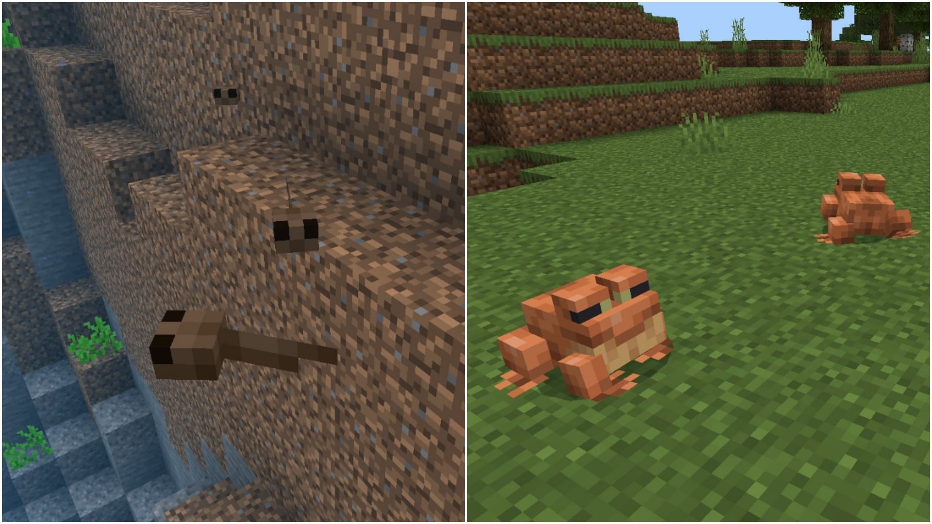 Tadpoles and frogs (Image via Minecraft)