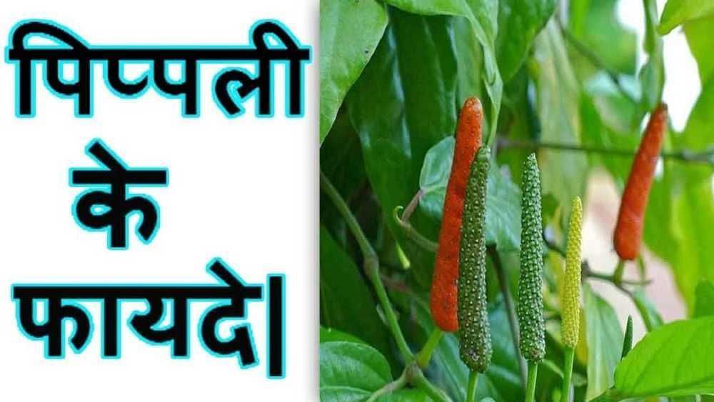 पिप्पली के फायदे (फोटो - myupchar)