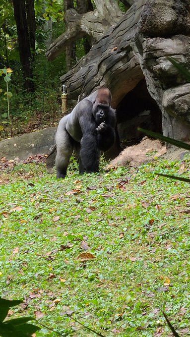 Ozzie The Gorilla Dies: Tributes Pour In As World's Oldest Male Gorilla 