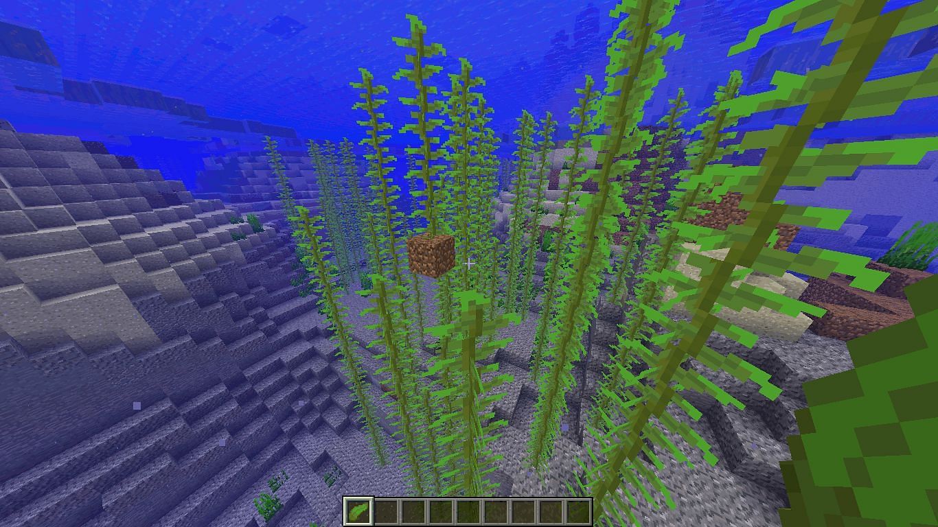 Kelp and sea grass as well as sugar cane are all well-suited for aquatic biomes (Image via Mojang)
