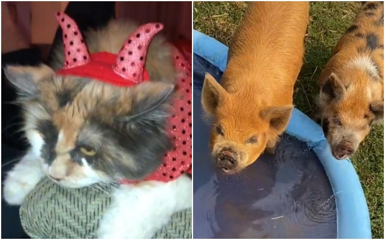 Piggy dipping became a viral audio on Titkok (Image via missus.weeb(L) and firstlightfarm(R) /Tiktok)