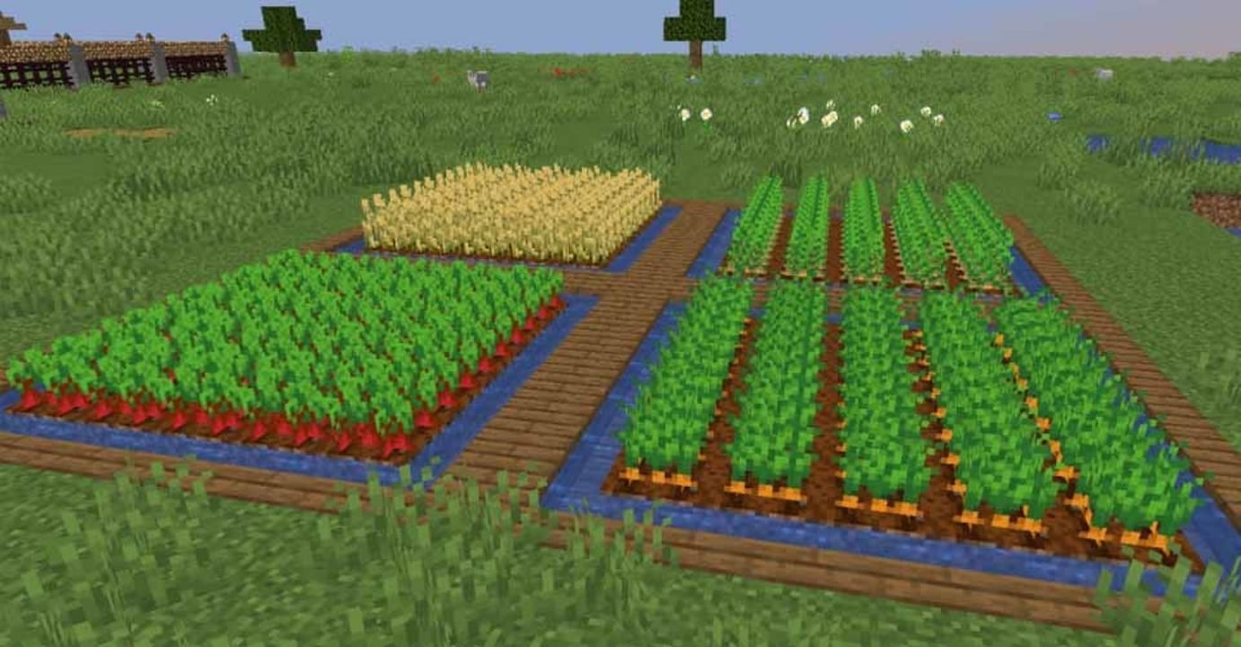 Carrots to the right of a basic farm plot (Image via Mojang)
