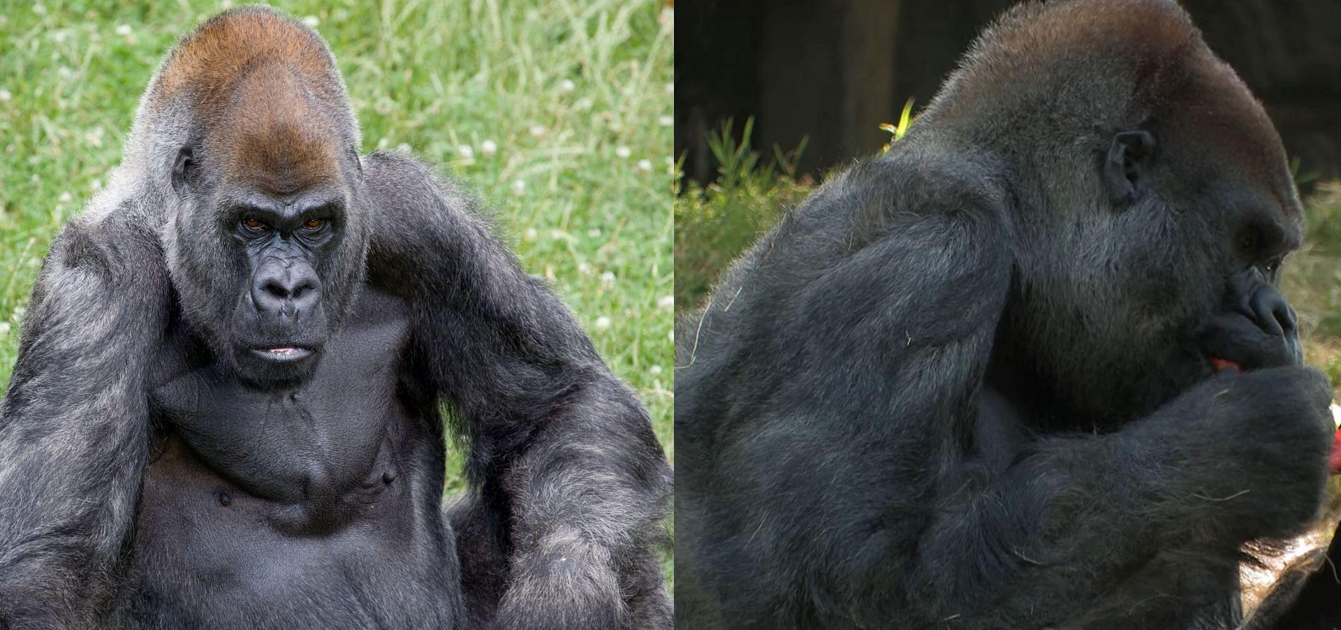 Ozzie, the gorilla (Image via Zoo Atlanta)