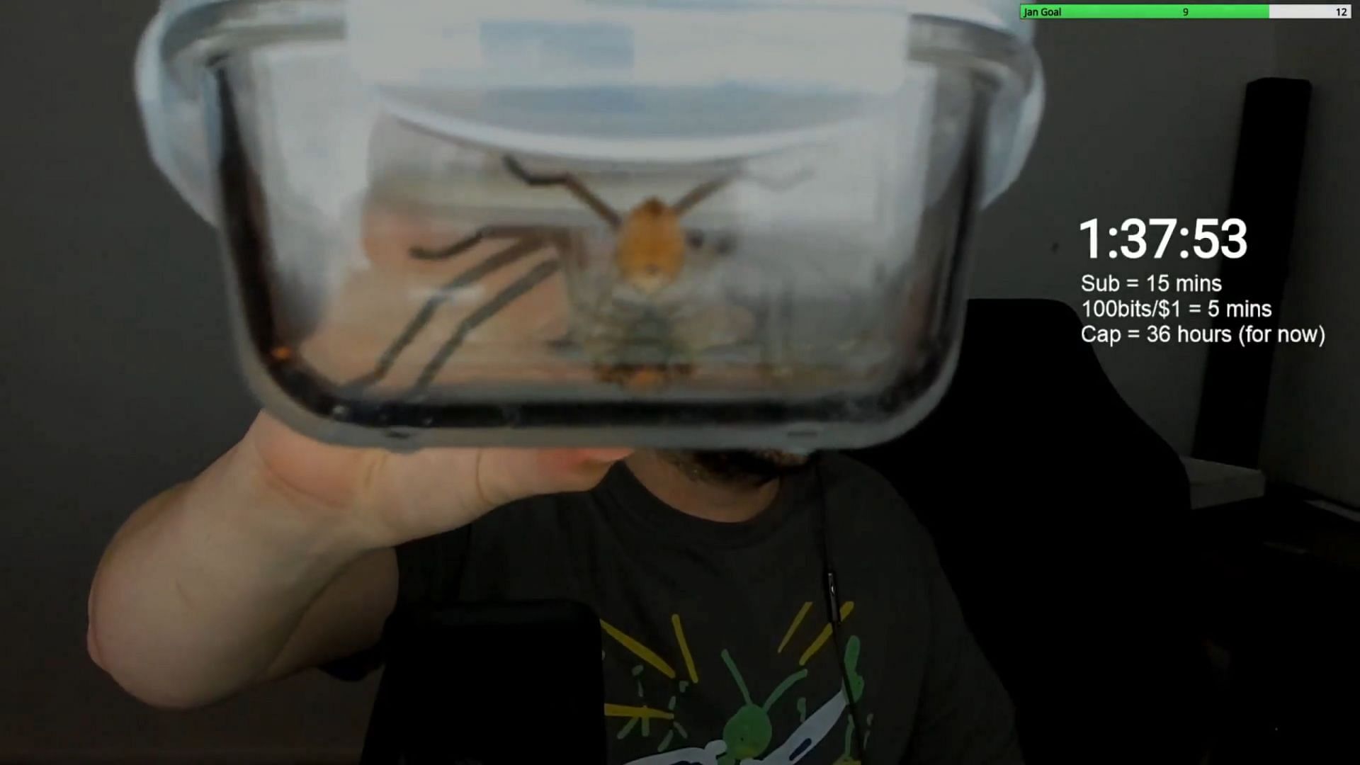 Twitch streamer finds a massive huntsman spider (Images via Twitch/no_qt)