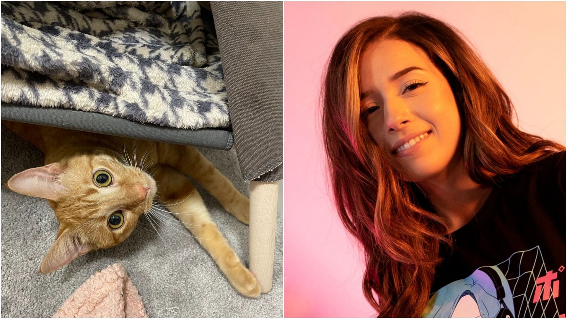 Jambo the cat was used to parody Pokimane&#039;s latest viral tweet (Image via Sportskeeda)