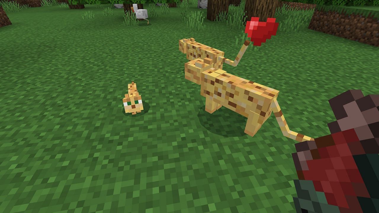 Feeding an ocelot kitten can increase its maturity to adulthood by 10% each time it is fed raw fish (Image via Minecraft)