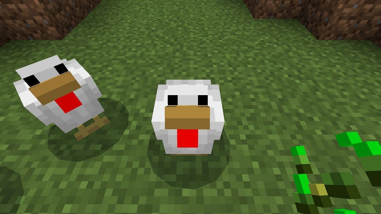 Chickens are a great source of food and materials and are very easy to breed. (Image via Minecraft)