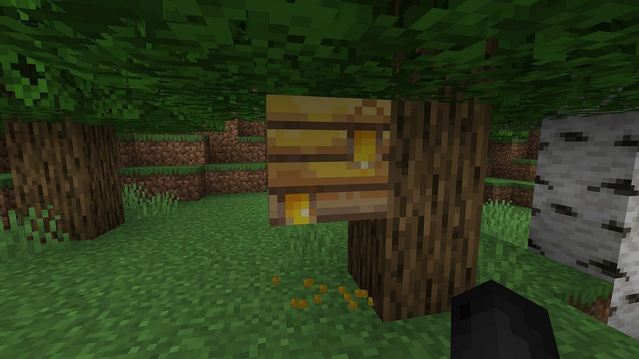 When players notice the bee nest is dripping with honey, it&#039;s time to collect some honey bottles (Image via Minecraft)