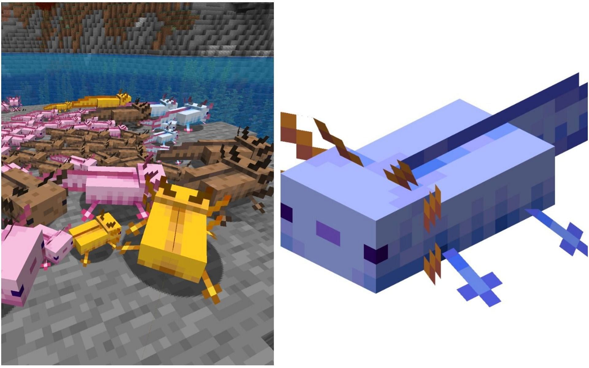 The Blue Axolotl is the rarest amongst all axolotls (Image via Minecraft)