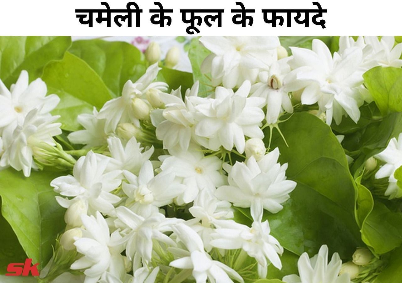 चमेली के फूल के फायदे (फोटो - sportskeeda hindi)