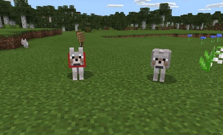 adopted-by-wolves-in-minecraft-youtube