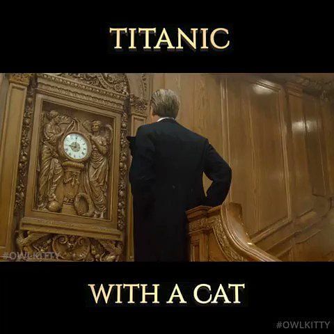 OwlKitty's 'Titanic with a Cat' video goes viral and the internet just  can't get enough