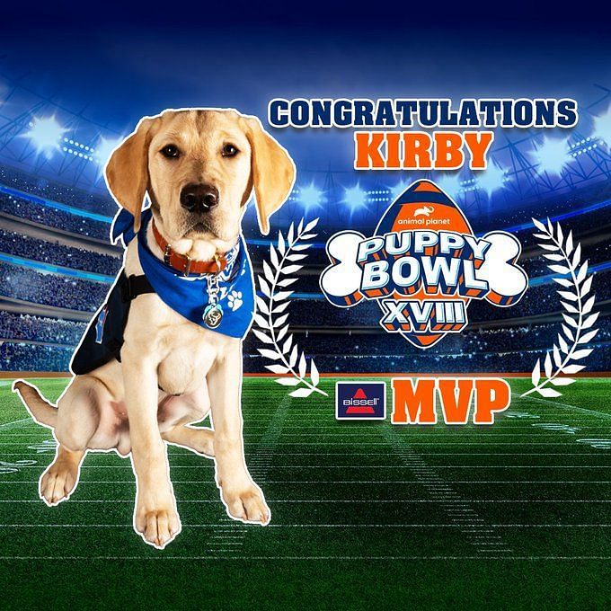 Stream Puppy Bowl XVIII online if you have missed it on Animal Planet