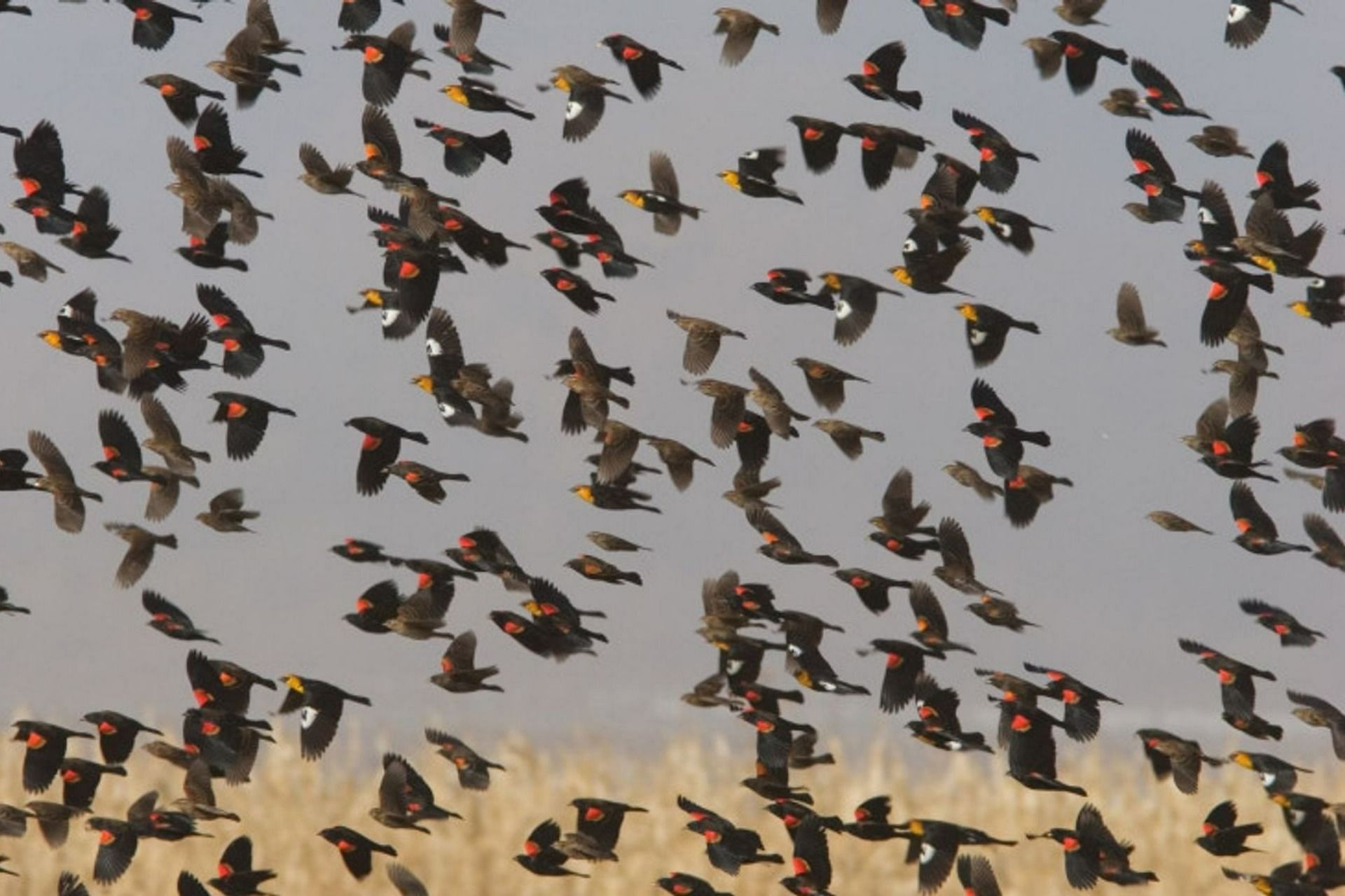 Hundreds of birds fall from the sky during migration (Image via Qualisule/iStock)