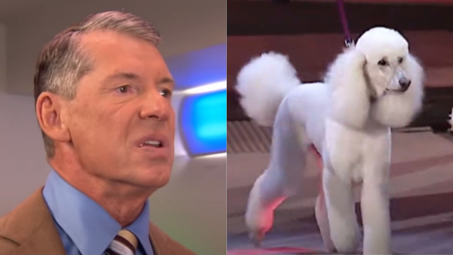WWE Chairman Vince McMahon removed Fifi from television