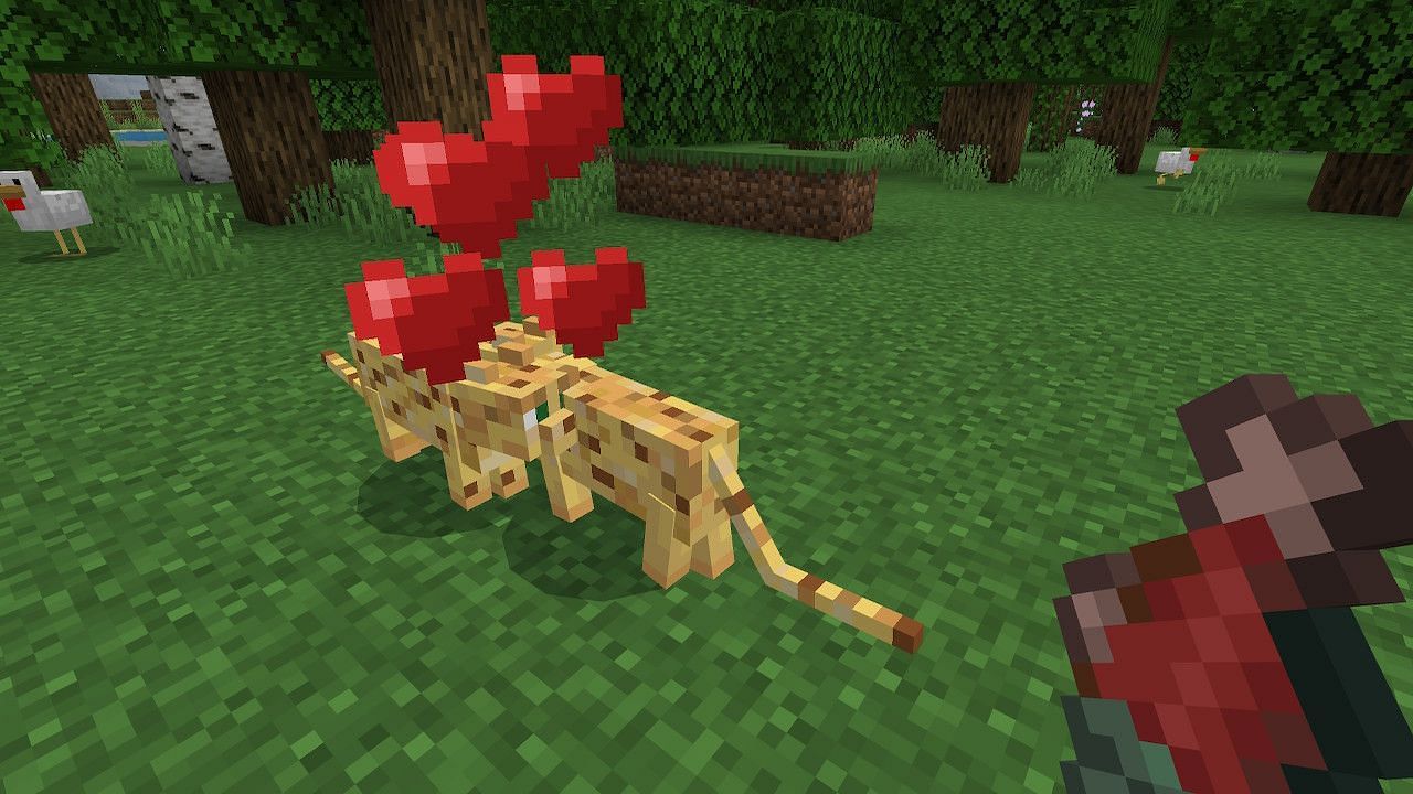 When both ocelots have hearts above their head, they will be able to breed (Image via Minecraft)