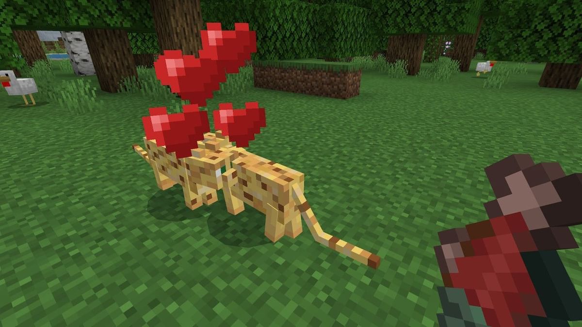 How to breed Ocelots in Minecraft