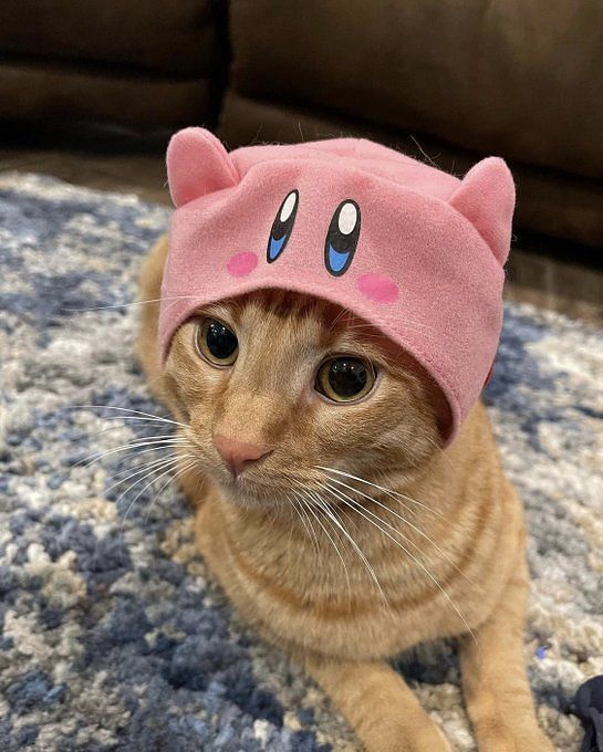 OTK's Jambo the cat parodies Pokimane's viral tweet