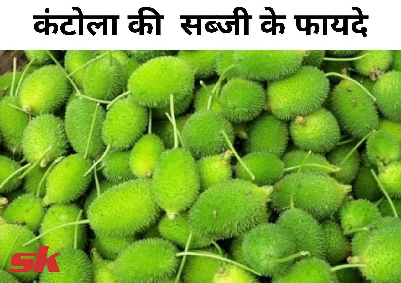 कंटोला की सब्जी के फायदे (फोटो - sportskeeda hindi)