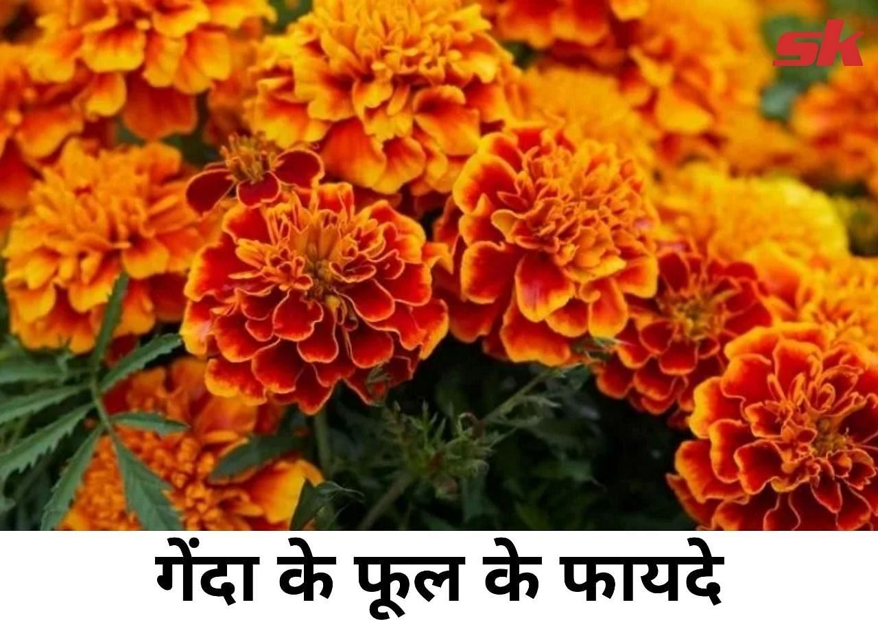 गेंदा के फूल के फायदे (फोटो - sportskeeda hindi)