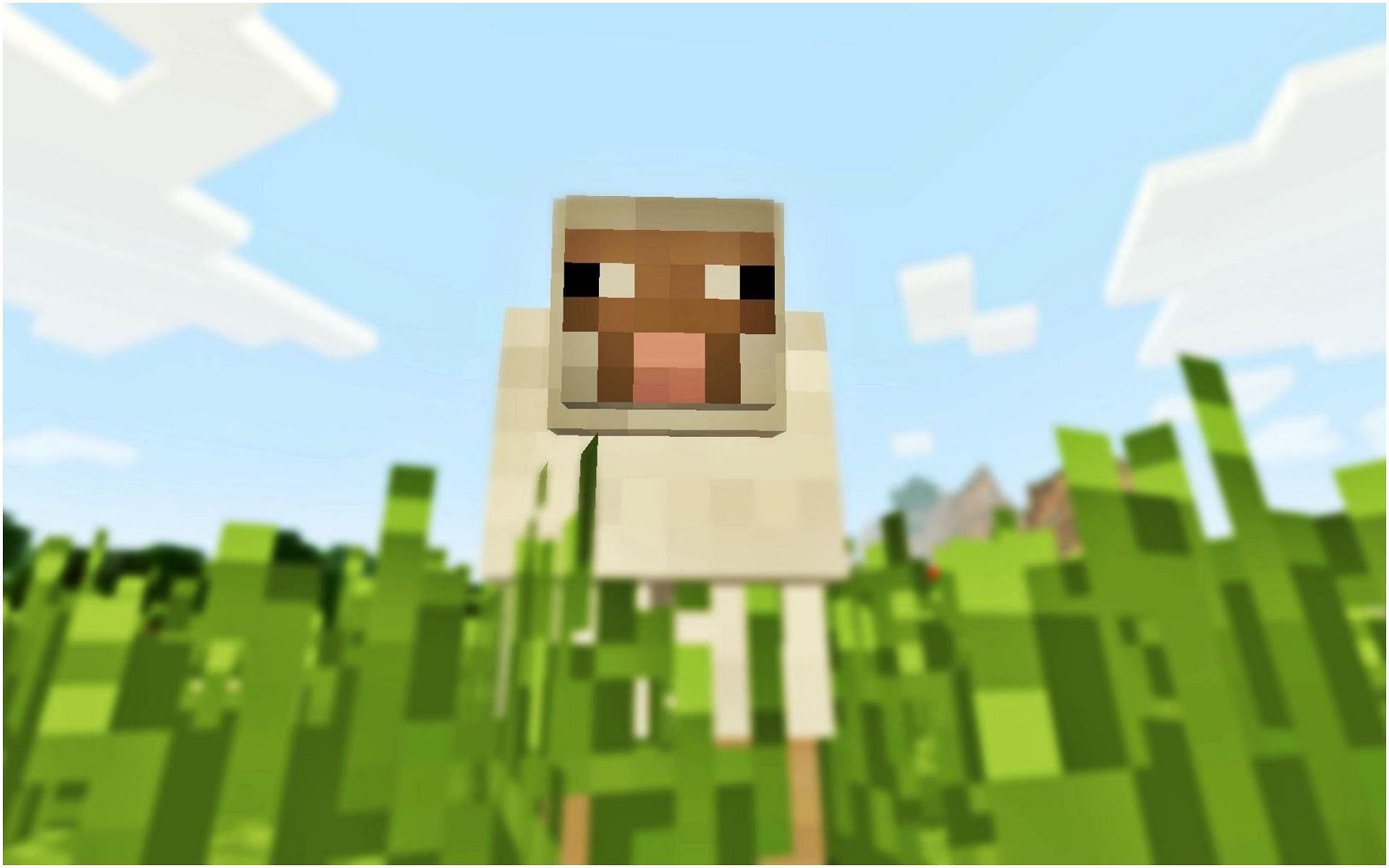 خروف في Minecraft (الصورة من Minecraft)