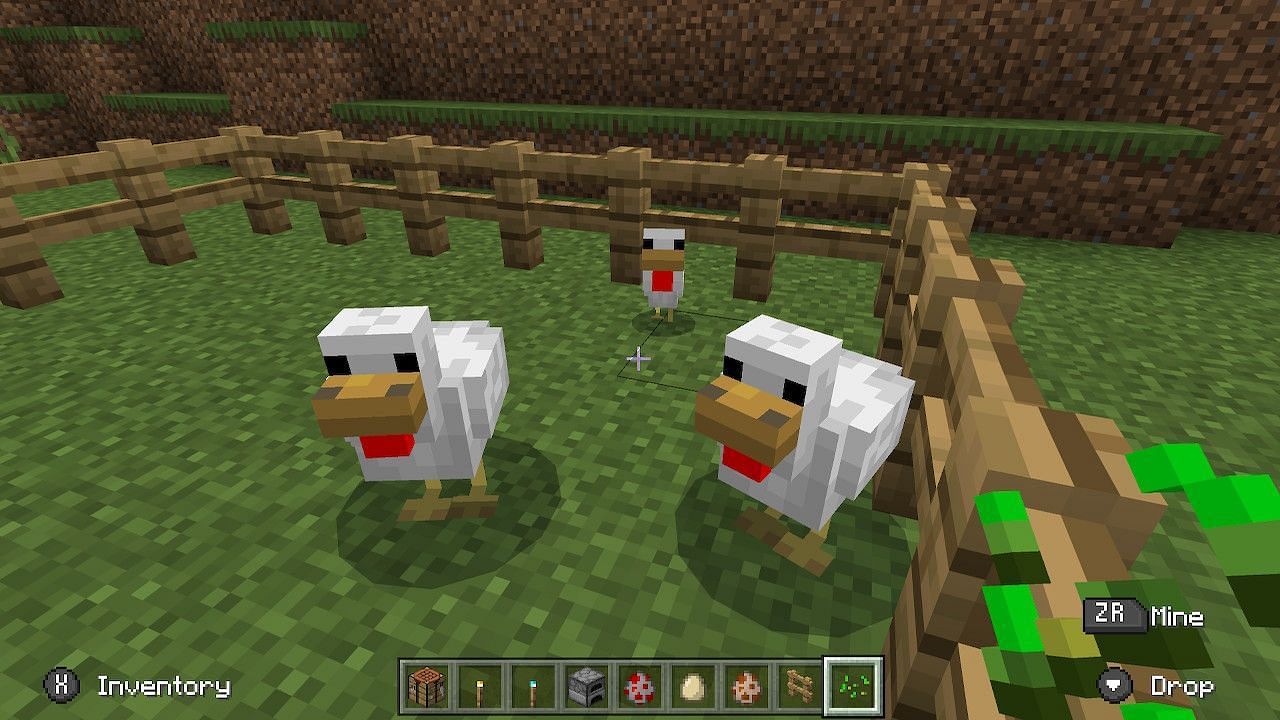 Once the breeding is completed, a chick will spawn near the two adult chickens. (Image via Minecraft)