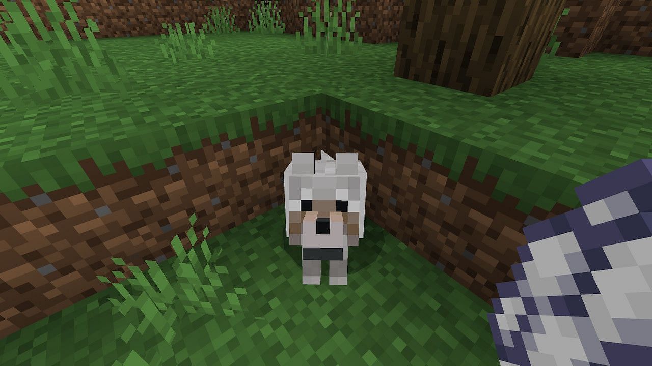 Wolf collars can be dyed in many colors, including white by using white dye on a tamed wolf. (Image via Mojang)