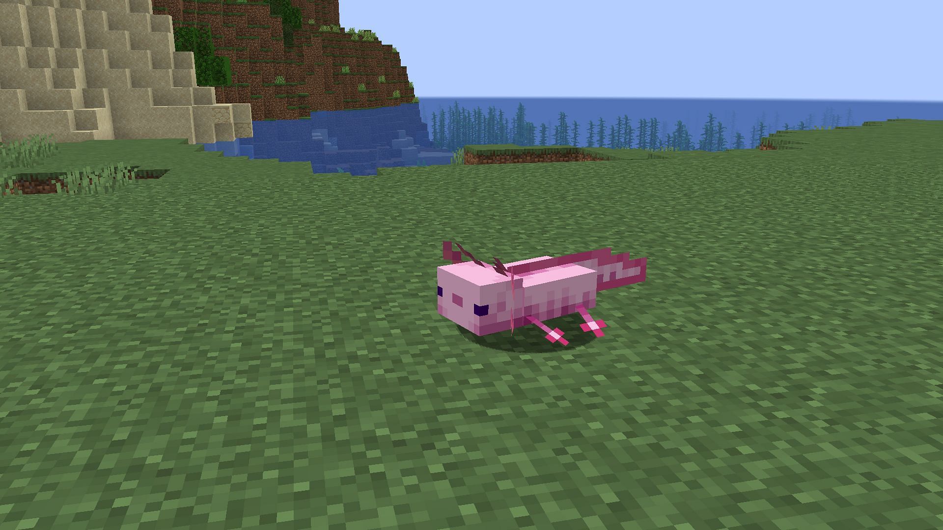 An Axolotl on ground (Image via Mojang)