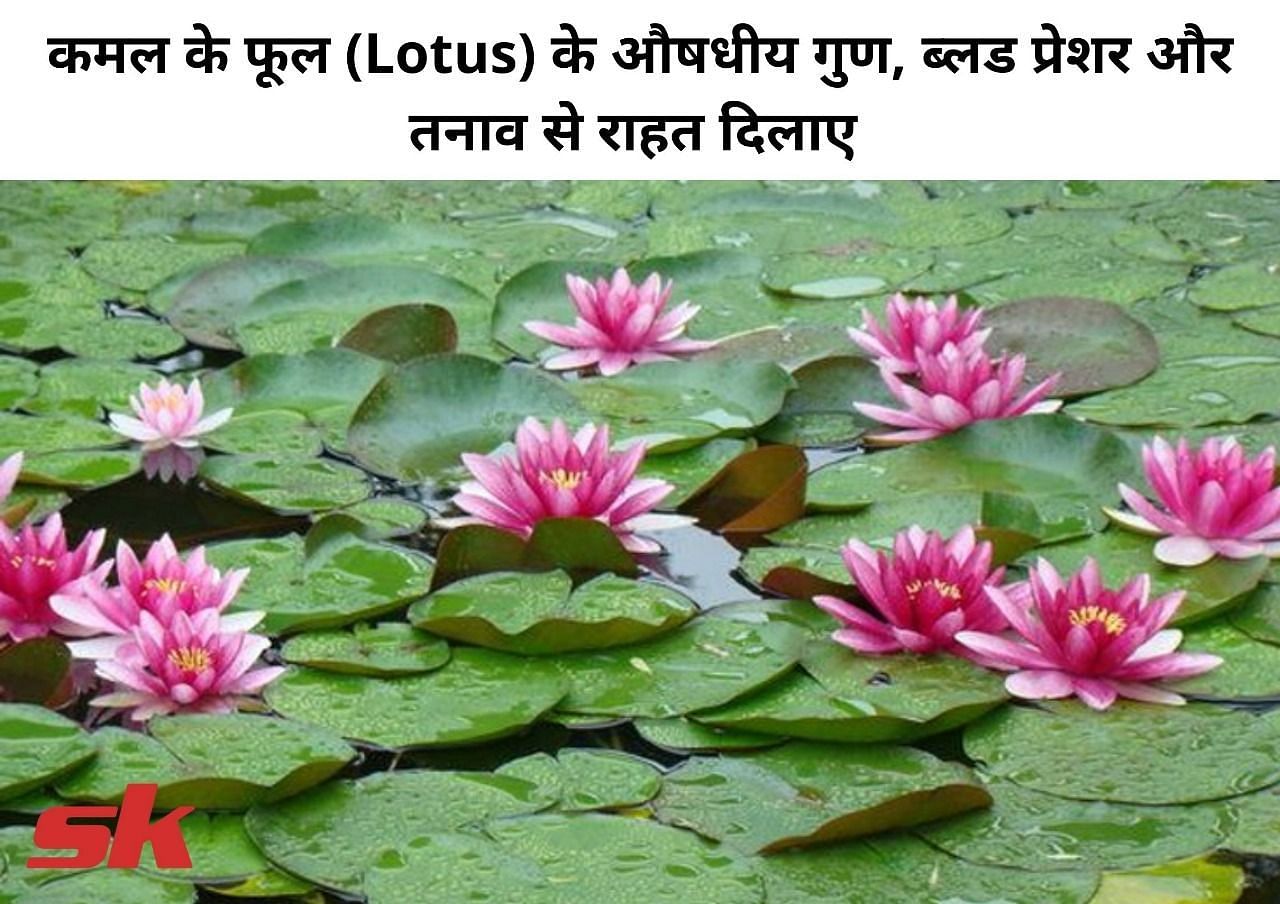 कमल (Lotus) के फूल के फायदे (फोटो - sportskeedaहिन्दी)