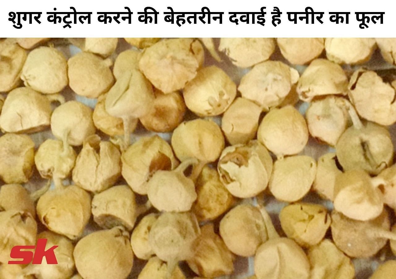 शुगर कंट्रोल करने की बेहतरीन दवाई है पनीर का फूल (फोटो - sportskeeda hindi)