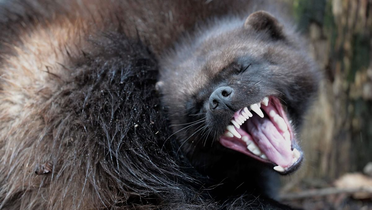 Are Wolverines dangerous ? Rare animal sighting in Yellowstone National