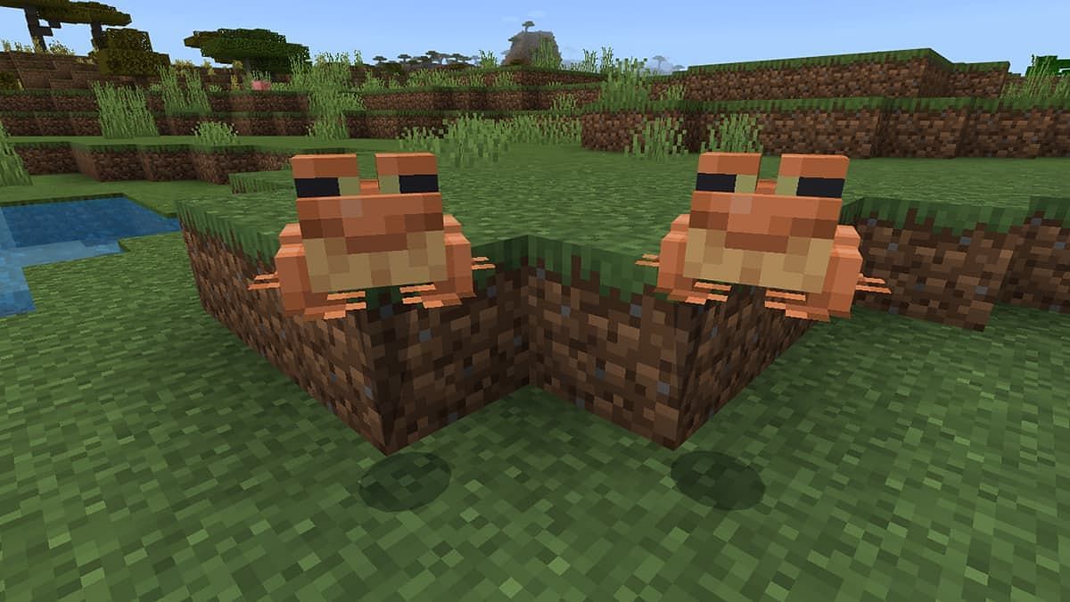 Two adult frogs can be bred (Image via Mojang)