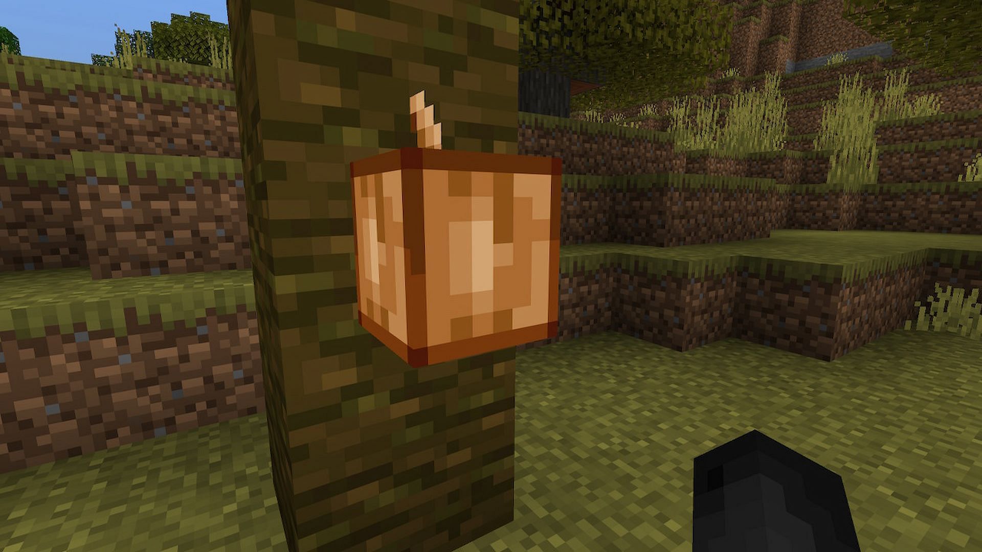 Cococa pods can be found in the jungle biome and can be harvested for cocoa seeds (Image via Minecraft)