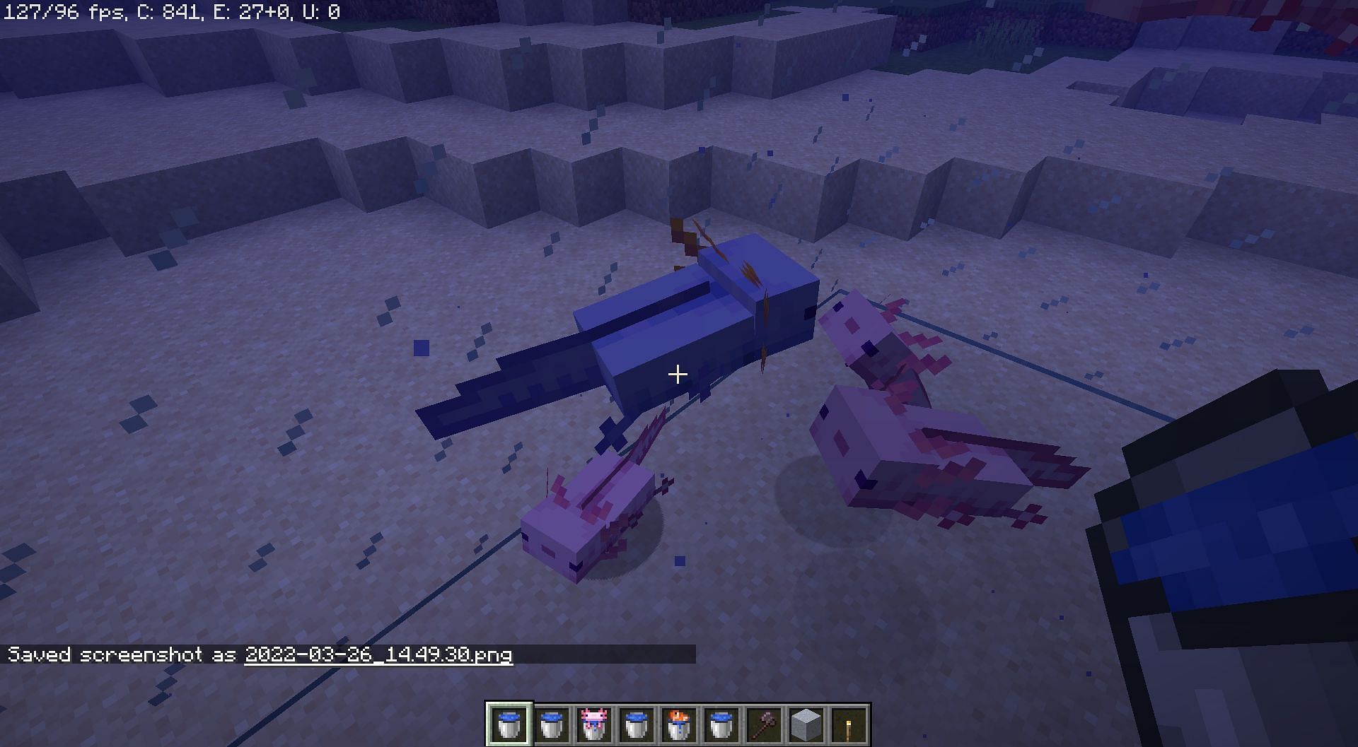 A blue varient amongst all the common pink (Image via Mojang)