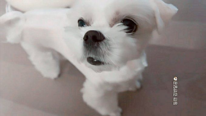 Blackpink's pets: Lisa, Jennie, Rosé and Jisoo all own adorable puppies,  but which was sent a bespoke Dior bag, and is one of them really named  after Exo's Kai?