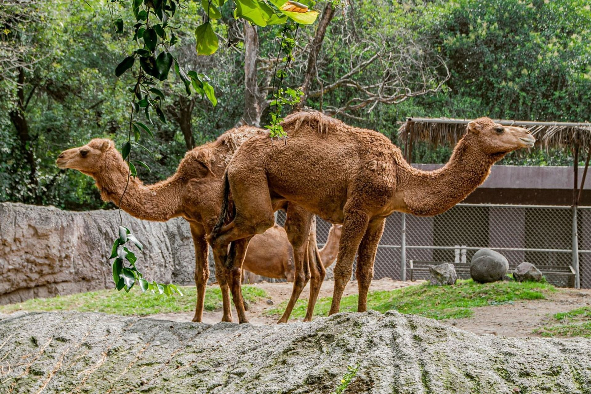 Camel kills two people near petting zoo (Image via Pixabay)
