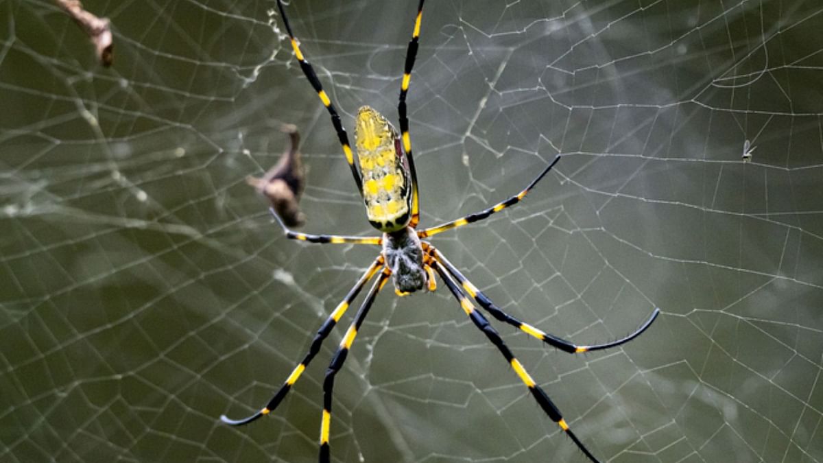 Are Joro Spiders venomous? Flying parachute video sparks concern as ...