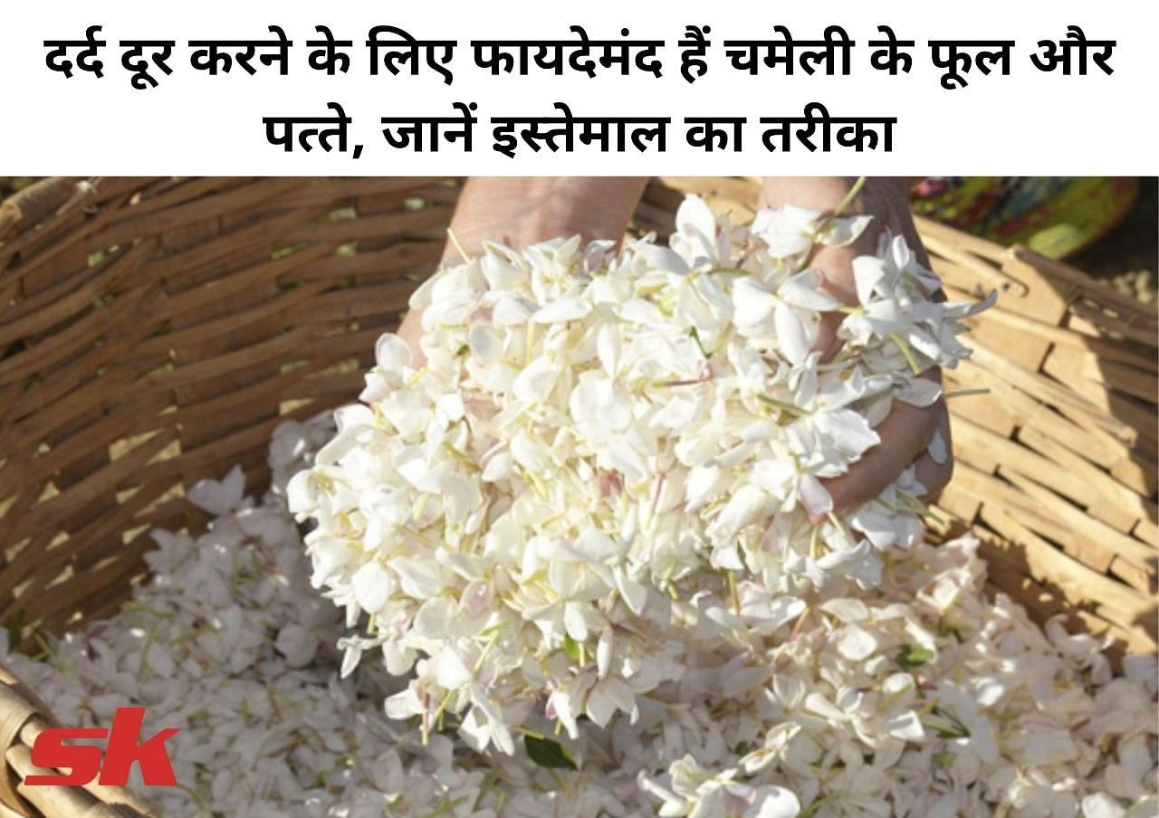 दर्द दूर करने के ल&zwj;िए फायदेमंद हैं चमेली के फूल और पत्&zwj;ते, जानें इस्&zwj;तेमाल का तरीका (फोटो - sportskeeda hindi)