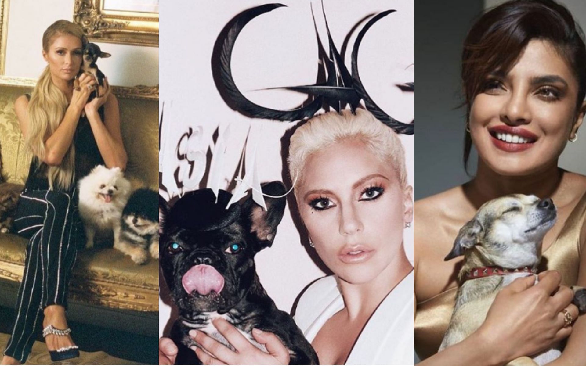 Celebs with their pets (Images via Instagram: missasiaxoxo, diariesofdiana, hiltonpets &amp; thewibbles)