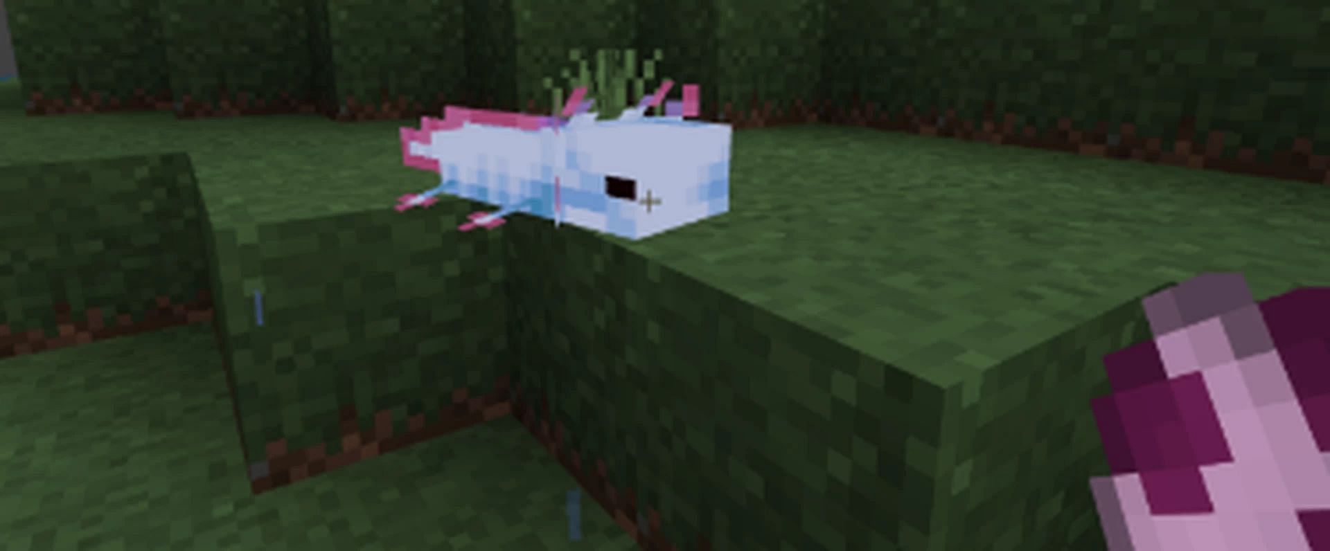 This pack simply improves the existing look of vanilla axolotls (Image via Trolero7608/PlanetMinecraft)