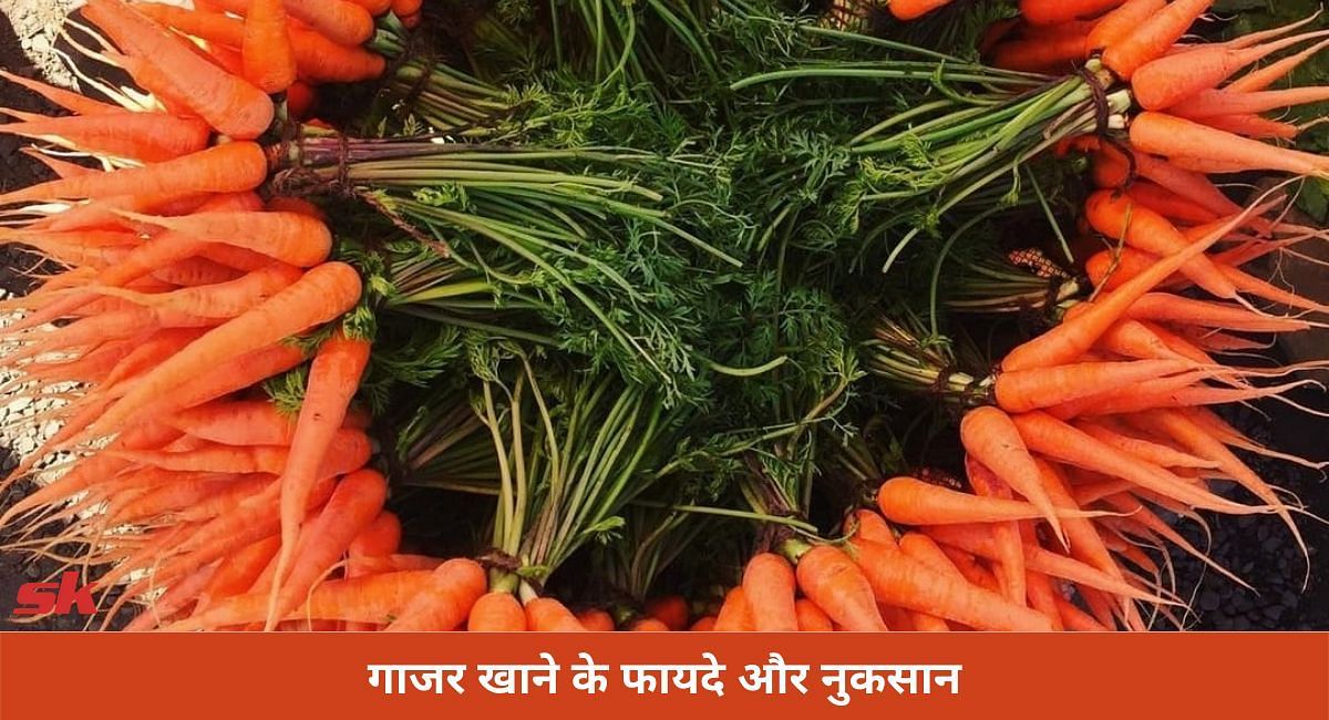 गाजर खाने के फायदे और नुकसान(फोटो-Sportskeeda hindi)