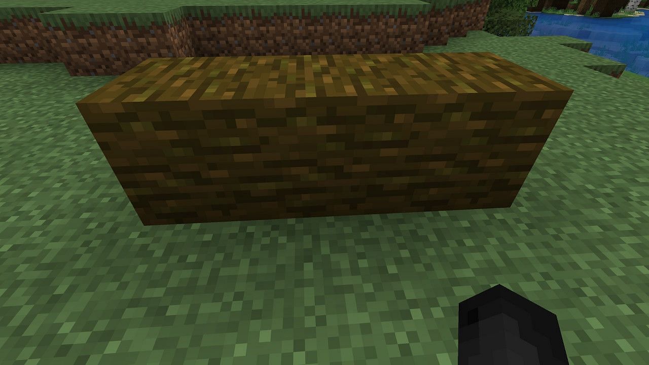 Players can grow cocoa beans easily by planting the seeds on a jungle log (Image via Minecraft)