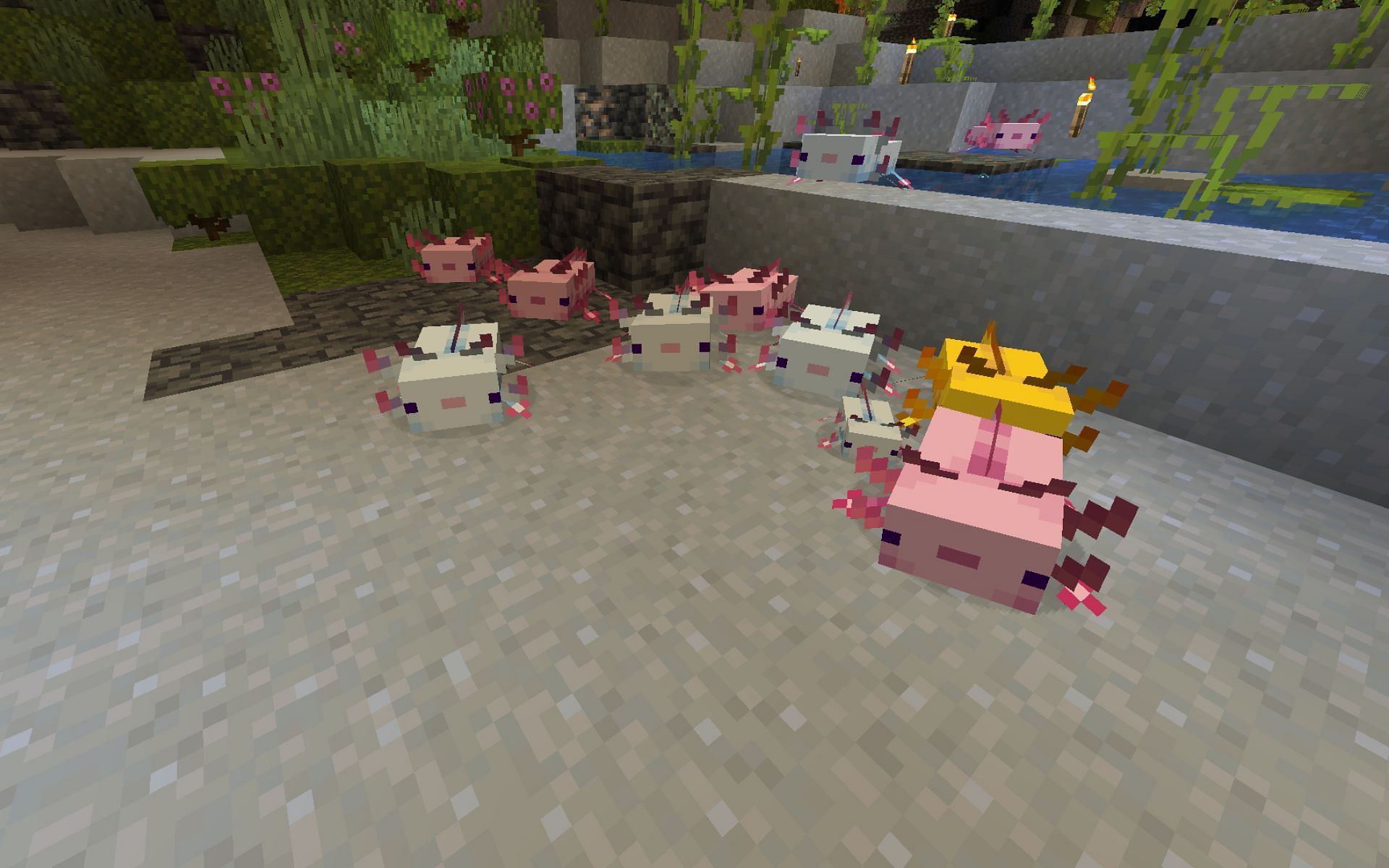Axolotls in Lush Cave (Image via Minecraft)