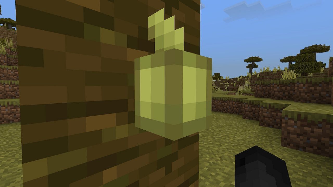 Cocoa pods start out as small green pods (Image via Minecraft)