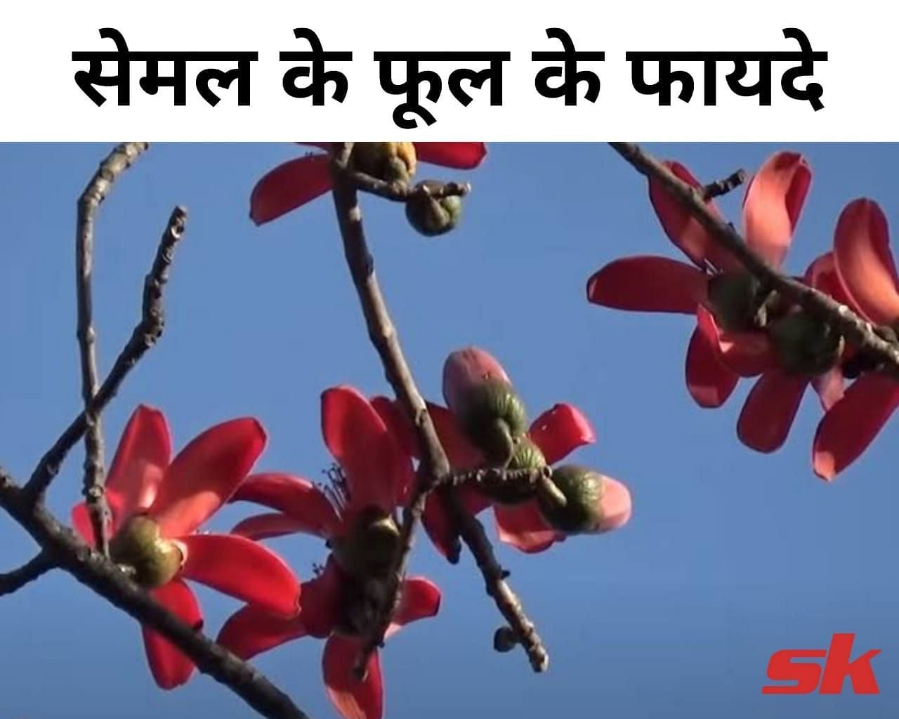 सेमल के फूल के फायदे  (फोटो - sportskeeda hindi)
