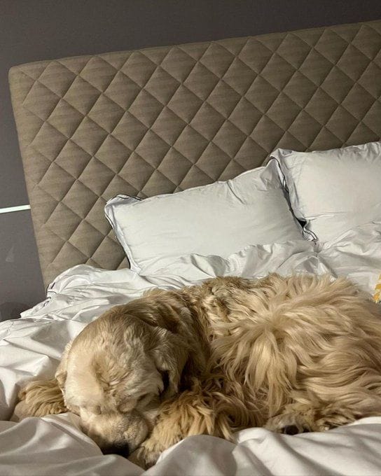 Does BLACKPINK have pets? Meet all 11 animals who rule the members&rsquo; hearts